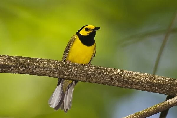 Hooded Warbler - male, CT, USA, May