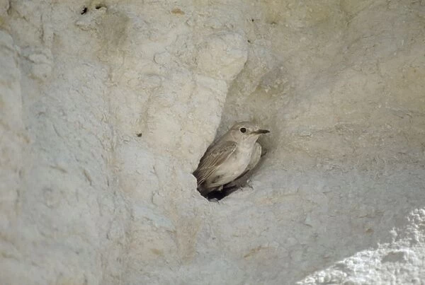 Hooded Wheatear - adult female at nest entrance  