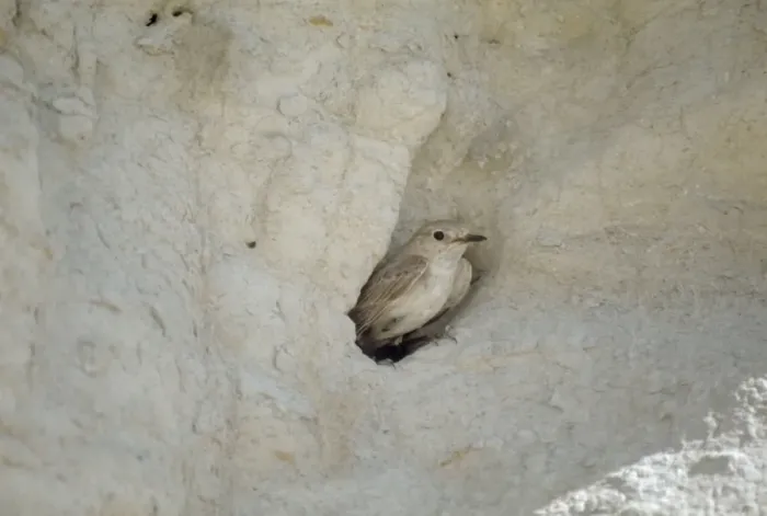 Framed Print : Hooded Wheatear - adult female at nest entrance