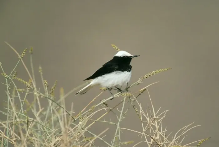 Framed Print : Hooded Wheatear Male Framed Print : Hooded Wheatear Male