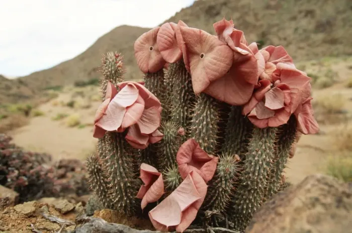 Framed Print : Hoodia In flower, Richtersveld National Park, South Africa Framed Print : Hoodia In flower, Richtersveld National Park, South Africa