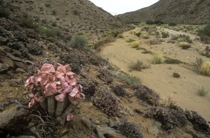 Framed Print : Hoodia - flowering in natural habitat Framed Print : Hoodia - flowering in natural habitat