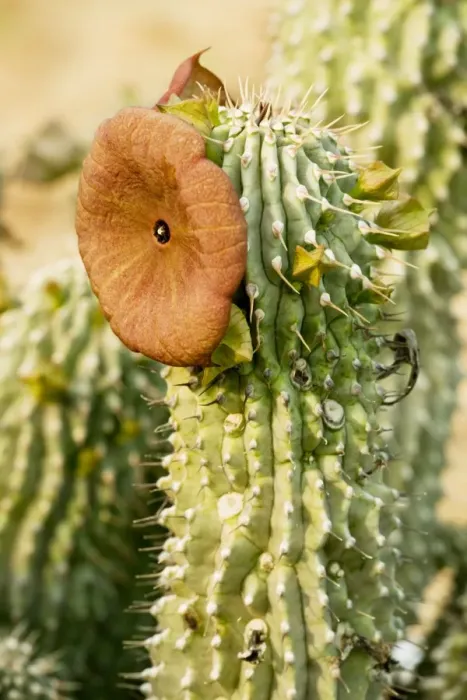 Framed Print : Hoodia juttae, an asclepiad from Namaqualand, South Africa Framed Print : Hoodia juttae, an asclepiad from Namaqualand, South Africa