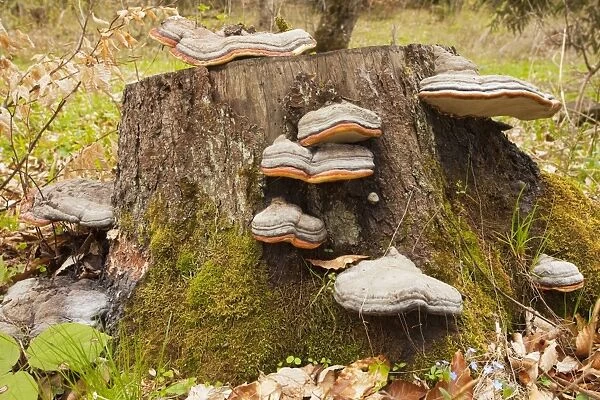 Hoof fungus - on stump - Georgia