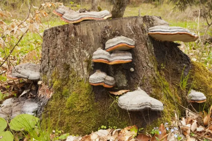 Framed Print : Hoof fungus - on stump - Georgia Framed Print : Hoof fungus - on stump - Georgia