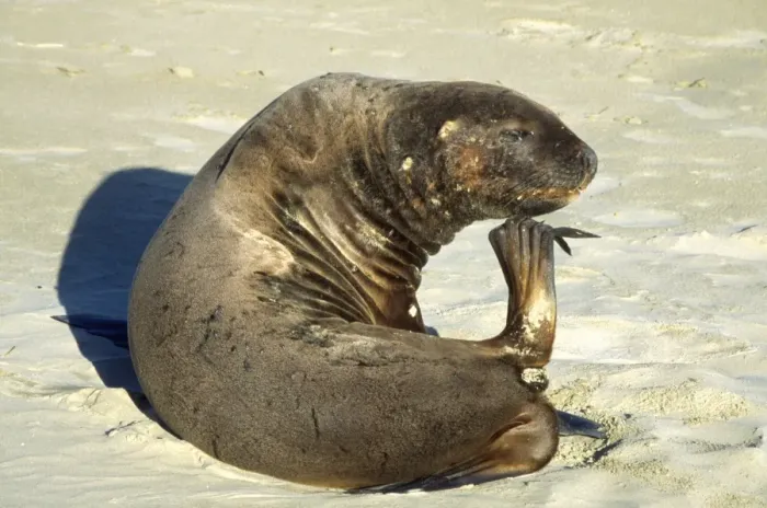 Framed Print : Hooker's Sea Lion - female, scratching Framed Print : Hooker's Sea Lion - female, scratching