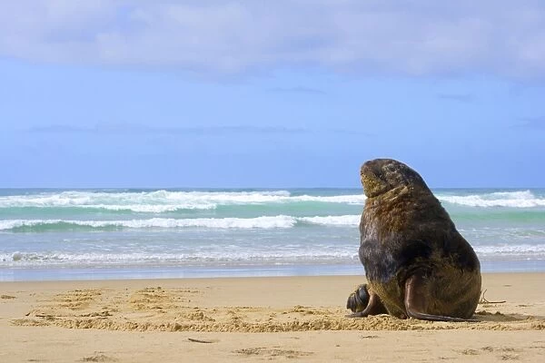 Hooker's Sea Lion male adult on sandy beach basking in the sun Surat Bay, Catlins, Southland, South Island, New Zealand