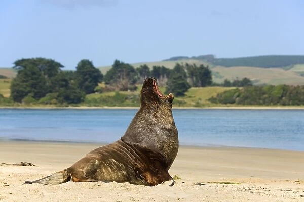 Hooker's Sea Lion male adult on sandy beach yawning Surat Bay, Catlins, Southland, South Island, New Zealand
