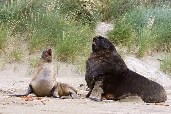 Hooker's Sea Lion male and female interacting on sandy beach Surat Bay, Catlins, Southland, South Island, New Zealand
