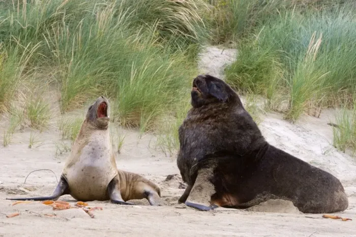 Framed Print : Hooker's Sea Lion male and female interacting on sandy beach Surat Bay, Catlins, Southland, South Island, New Zealand Framed Print : Hooker's Sea Lion male and female interacting on sandy beach Surat Bay, Catlins, Southland, South Island, New Zealand