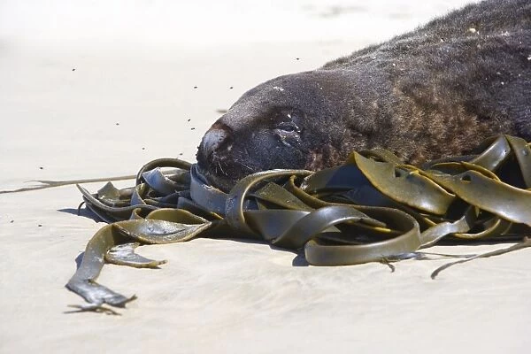 Hooker's Sea Lion portrait of male adult at beach resting it's head on kelp washed ashore Surat Bay, Catlins, Southland, South Island, New Zealand