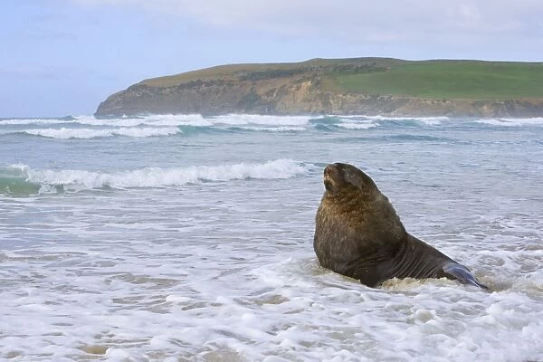 Hooker's Sea Lion proud male adult at beach basking while surrounded by waves of incoming tide Surat Bay, Catlins, Southland, South Island, New Zealand