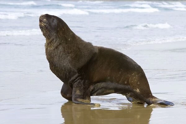 Hooker's Sea Lion proud male adult moving on sandy beach Surat Bay, Catlins, Southland, South Island, New Zealand