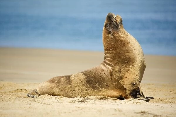 Hooker's Sea Lion young male on sandy beach basking in the sun Surat Bay, Catlins, Southland, South Island, New Zealand