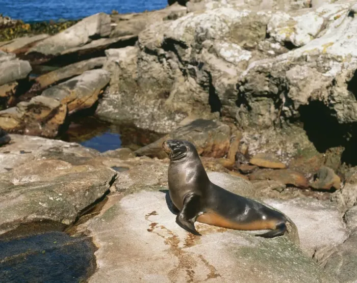 Framed Print : Hooker's Sealion DH 2593 Snares Island, New Zealand. Phocarctos hookeri © Don Hadden / ARDEA LONDON Framed Print : Hooker's Sealion DH 2593 Snares Island, New Zealand. Phocarctos hookeri © Don Hadden / ARDEA LONDON