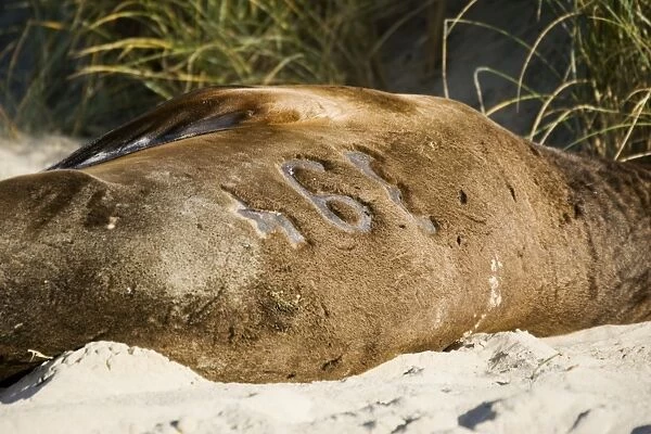 Hooker's sealion - showing identification number maked in fur. Serat Bay Catlins - South Island - New Zealand. This is one of the rarest and most endangered species of sealions which were hunted for oil and hide until hunting was banned in 1893