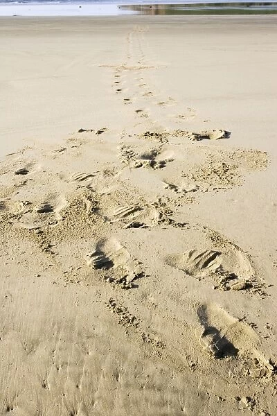 Hooker's sealion - tracks on beach. Serat Bay Catlins - South Island - New Zealand. This is one of the rarest and most endangered species of sealions which were hunted for oil and hide until hunting was banned in 1893