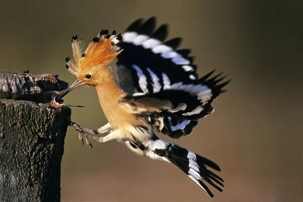 Hoopoe - bird feeding young in flight, Andalusia, Spain