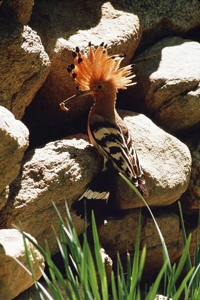 Hoopoe Bird JVG 2031 at nest hole with food, Ladakh, Jammu Kashmir, India. Papa epops © Joanna Van Gruisen  /  ardea. com