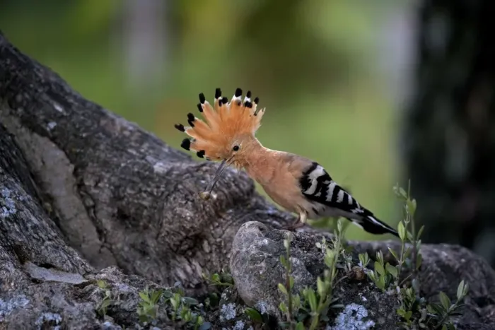 Framed Print : Hoopoe - Bring in food to feed chick at nest site - April - Trusillo - Spain Framed Print : Hoopoe - Bring in food to feed chick at nest site - April - Trusillo - Spain