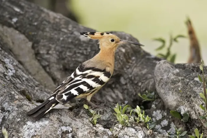 Framed Print : Hoopoe. Caceres - Extramadura - Spain Framed Print : Hoopoe. Caceres - Extramadura - Spain