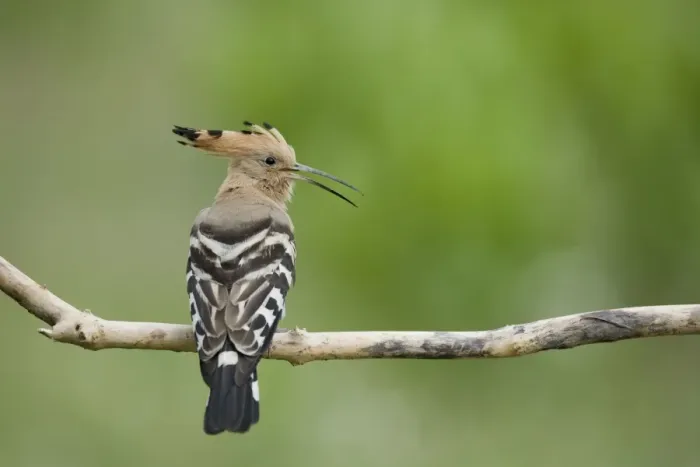 Framed Print : Hoopoe - calling Upupa epops Hungary BI19862