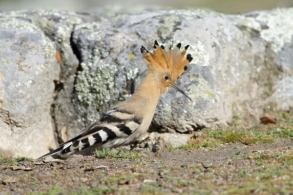 Hoopoe - with crest raised, searching for food, Alentejo region, Portugal