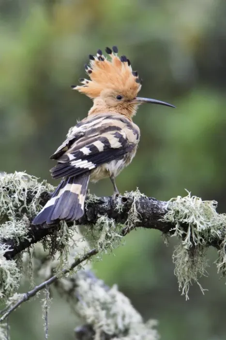 Framed Print : Hoopoe - displaying, Alentejo, Portugal Framed Print : Hoopoe - displaying, Alentejo, Portugal