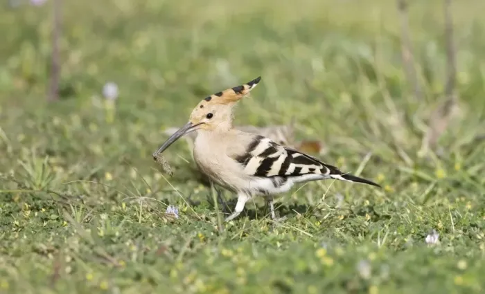 Framed Print : Hoopoe - feeding on grass - April - Southern Turkey Framed Print : Hoopoe - feeding on grass - April - Southern Turkey