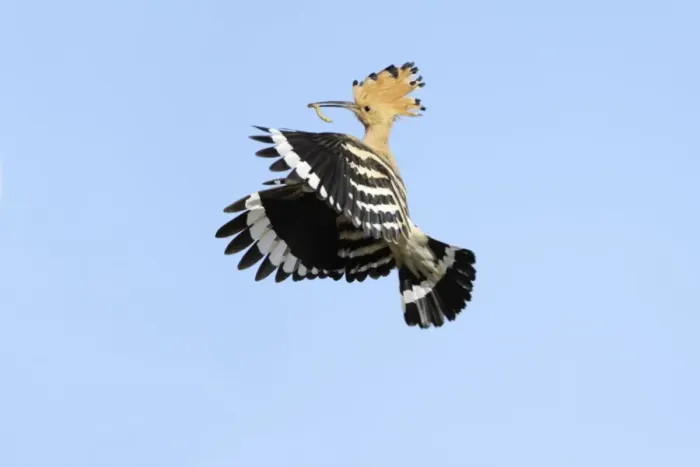 Framed Print : Hoopoe - in flight, returning to nest with food in beak, Alentejo region, Portugal Framed Print : Hoopoe - in flight, returning to nest with food in beak, Alentejo region, Portugal