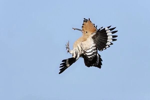 Hoopoe - in flight, returning to nest with food in beak, Alentejo region, Portugal