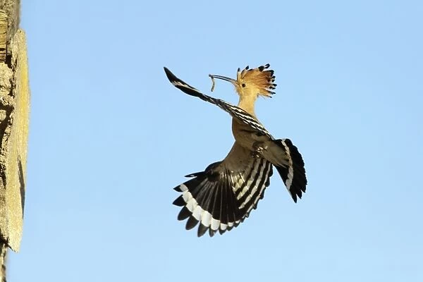 Hoopoe - in flight, returning to nest with food in beak, Alentejo region, Portugal