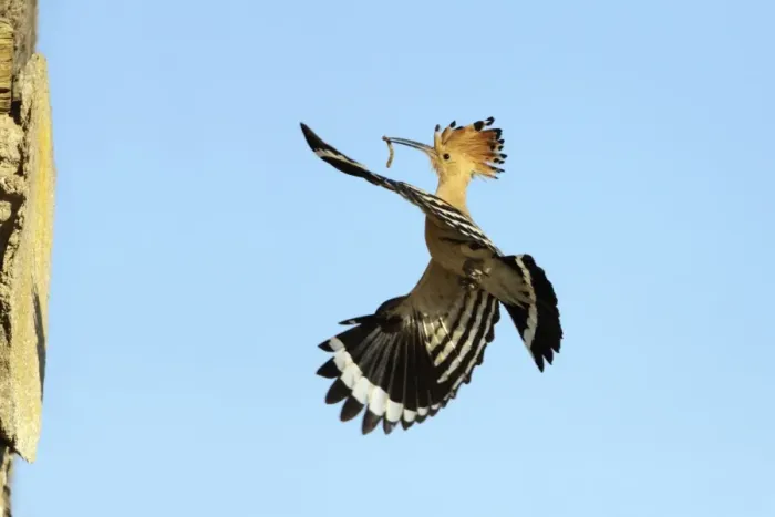 Framed Print : Hoopoe - in flight, returning to nest with food in beak, Alentejo region, Portugal Framed Print : Hoopoe - in flight, returning to nest with food in beak, Alentejo region, Portugal
