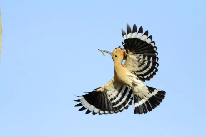 Framed Print : Hoopoe - in flight, returning to nest with food in beak, Alentejo region, Portugal Framed Print : Hoopoe - in flight, returning to nest with food in beak, Alentejo region, Portugal