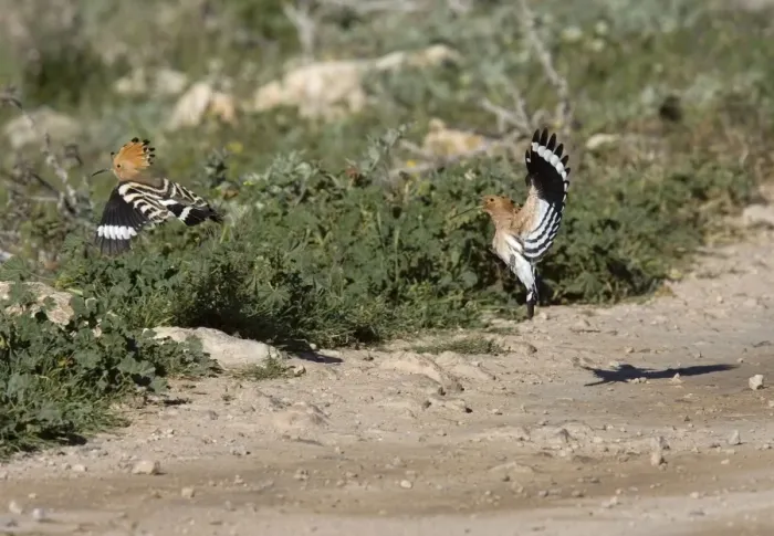 Framed Print : Hoopoe - Flying off dusty track - March - Trujillo - Spain Framed Print : Hoopoe - Flying off dusty track - March - Trujillo - Spain