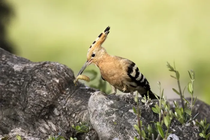 Framed Print : Hoopoe - with grub in beak. Caceres - Extramadura - Spain Framed Print : Hoopoe - with grub in beak. Caceres - Extramadura - Spain