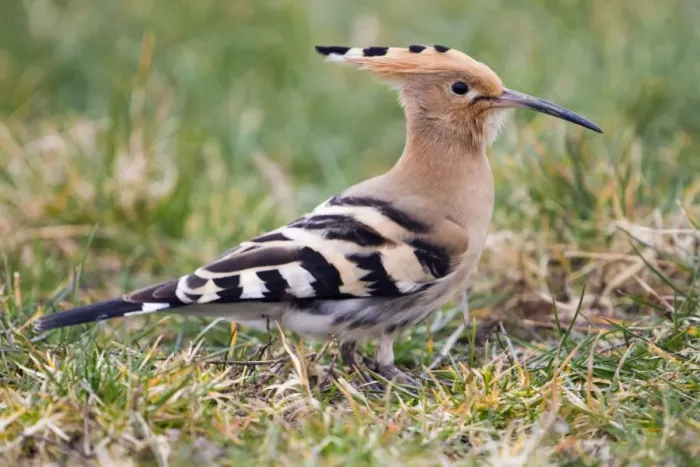 Framed Print : Hoopoe - migrant in field - Cornwall - UK Framed Print : Hoopoe - migrant in field - Cornwall - UK