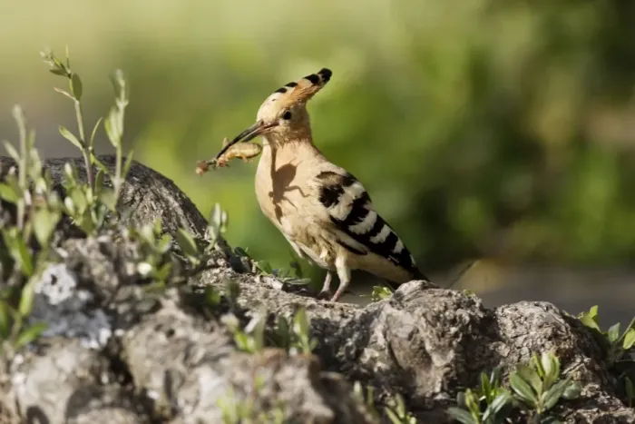 Framed Print : Hoopoe - with mole-cricket in beak. Caceres - Extramadura - Spain