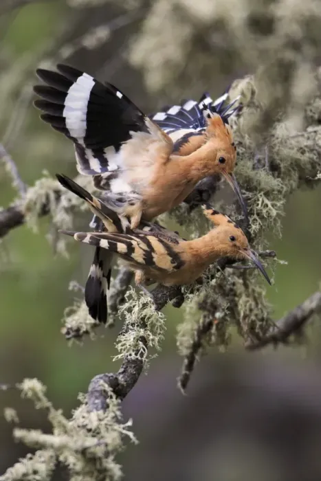 Framed Print : Hoopoe - pair copulating, Alentejo, Portugal Framed Print : Hoopoe - pair copulating, Alentejo, Portugal