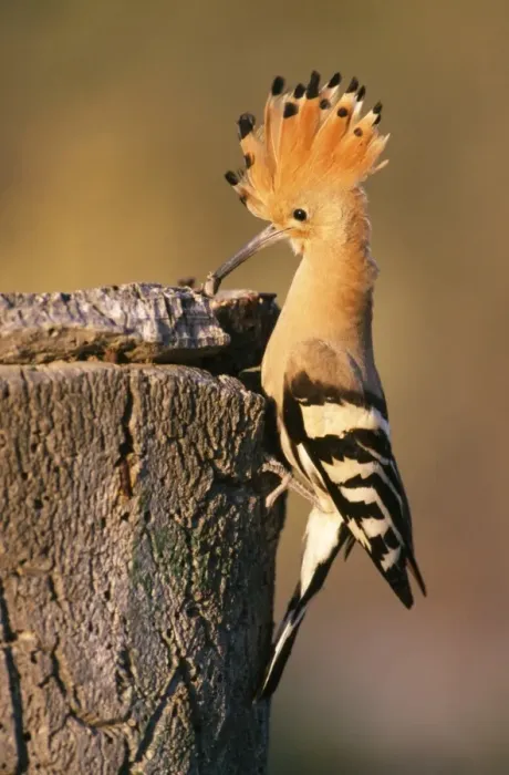 Framed Print : Hoopoe - parent at nest entrance with Beetle in beak Framed Print : Hoopoe - parent at nest entrance with Beetle in beak