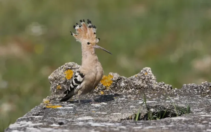 Framed Print : Hoopoe - with raised crest - Spain April Framed Print : Hoopoe - with raised crest - Spain April