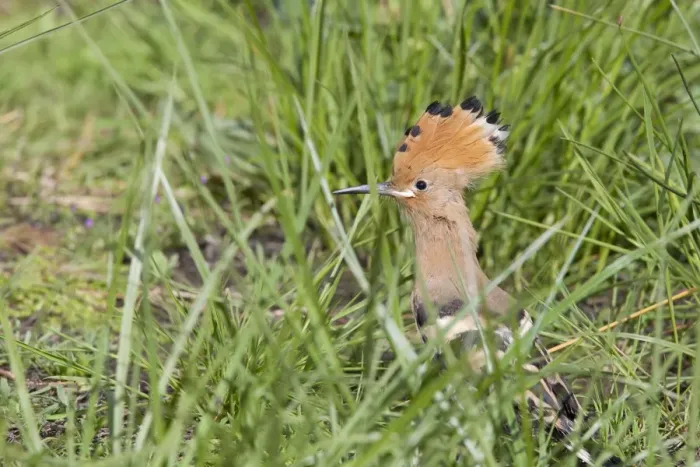 Framed Print : Hoopoe - recently fledged bird perching on ground - Extremadura, Spain Framed Print : Hoopoe - recently fledged bird perching on ground - Extremadura, Spain