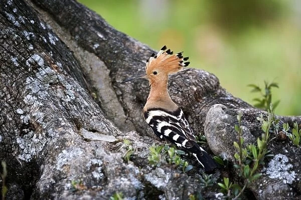 Hoopoe - Standing at entrance to nest site - April - Trusillo - Spain
