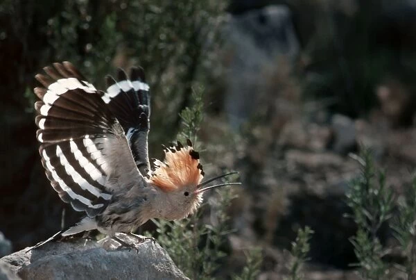 Hoopoe - Stretching out with open wings on rock - Pyrenees, Spain