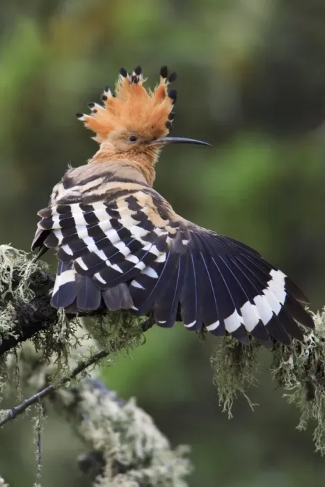 Framed Print : Hoopoe - stretching wing, displaying, Alentejo, Portugal Framed Print : Hoopoe - stretching wing, displaying, Alentejo, Portugal