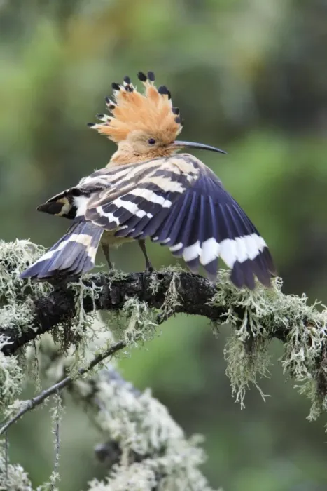 Framed Print : Hoopoe - stretching wing, displaying, Alentejo, Portugal Framed Print : Hoopoe - stretching wing, displaying, Alentejo, Portugal