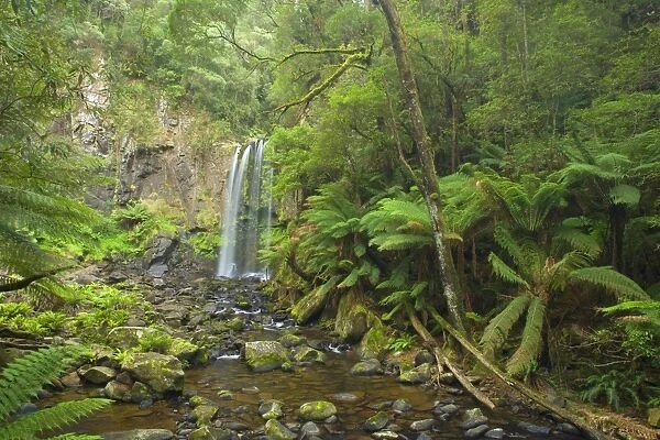 Hopetoun Falls - beautiful and picturesque waterfall creating a shallow river amidst lush temperate rainforest with a lot of treefern growing along the river's banks - Otways Range, Victoria, Australia