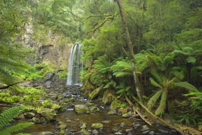 Framed Print : Hopetoun Falls - beautiful and picturesque waterfall creating a shallow river amidst lush temperate rainforest with a lot of treefern growing along the river's banks - Otways Range, Victoria, Australia Framed Print : Hopetoun Falls - beautiful and picturesque waterfall creating a shallow river amidst lush temperate rainforest with a lot of treefern growing along the river's banks - Otways Range, Victoria, Australia