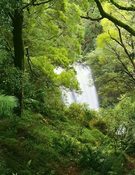 Hopetoun Falls and temperate rainforest, Otway National Park, southwest Victoria, Australia JLR04573
