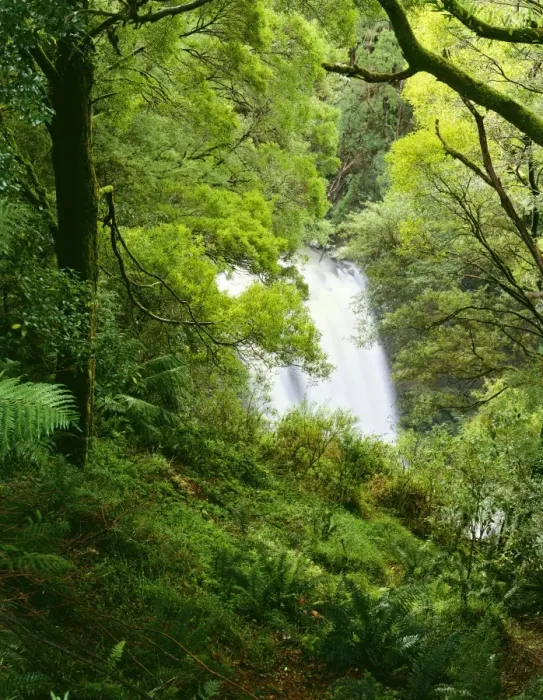 Framed Print : Hopetoun Falls and temperate rainforest, Otway National Park, southwest Victoria, Australia JLR04573 Framed Print : Hopetoun Falls and temperate rainforest, Otway National Park, southwest Victoria, Australia JLR04573